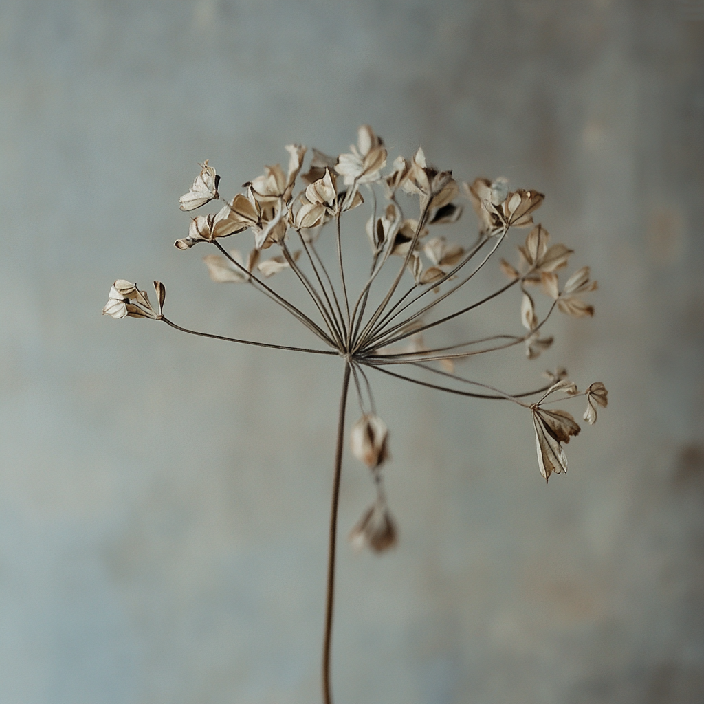 Caraway Seeds