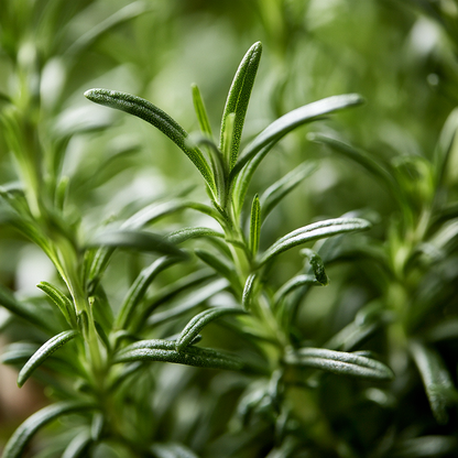 Rosemary