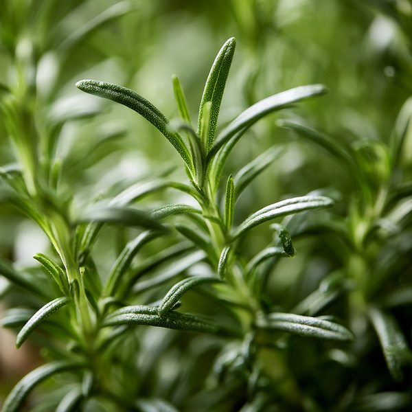 Rosemary